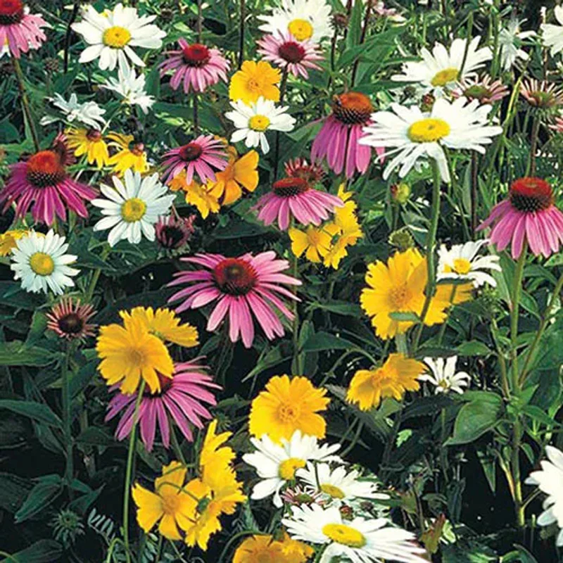 Mixed Colors Pyrethrum Flower Seeds - Image 5