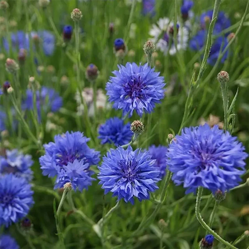 Mixed Cornflower / Bachelor Button Seeds - Image 2