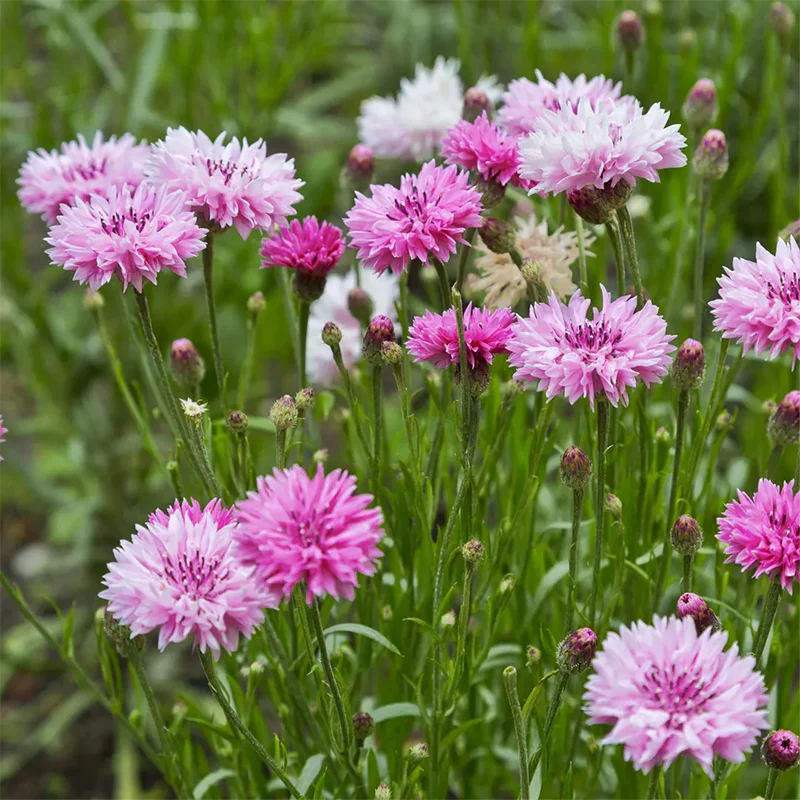 Mixed Cornflower / Bachelor Button Seeds - Image 3