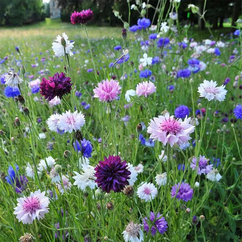 Mixed Cornflower / Bachelor Button Seeds - Image 4