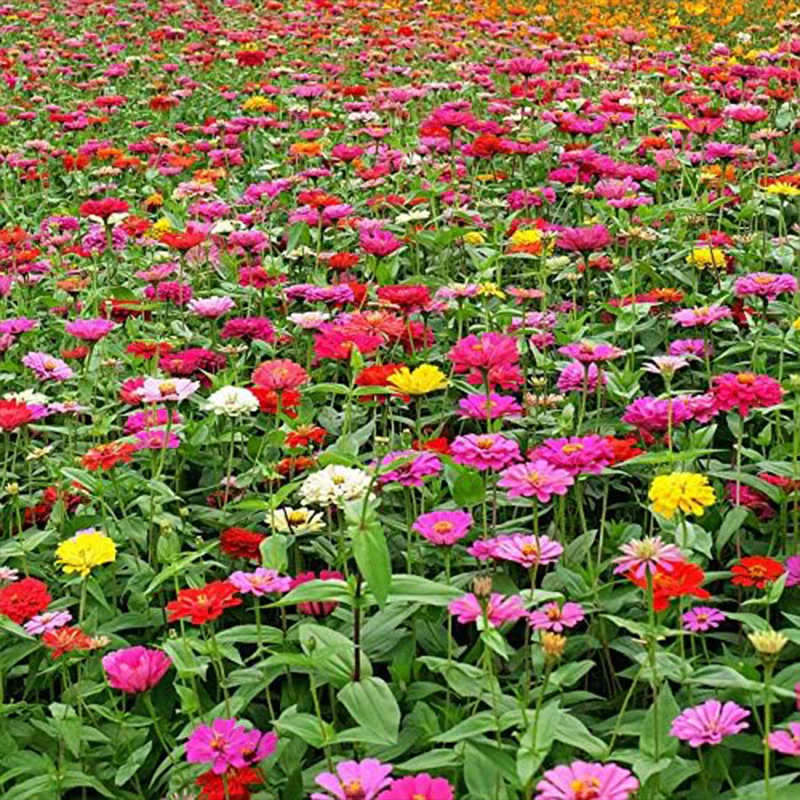 Mixed Double Zinnia Seeds Flower Garden Big Bright Beautiful Variety Butterfly - Image 5
