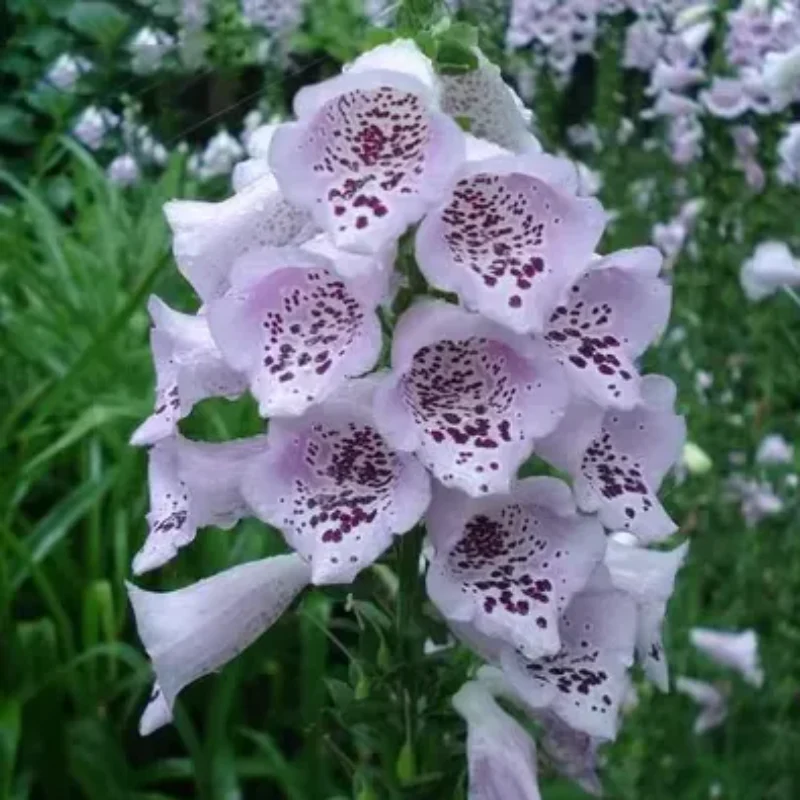 Mixed Foxglove Seeds - Image 6