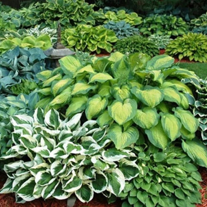 Mixed Heart-Shaped Hosta Bare Roots Plants - Rich Green Foliage, Low Maintenance for Your Home and Garden