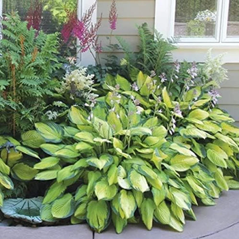 Mixed Heart-Shaped Hosta Bare Roots Plants - Rich Green Foliage, Low Maintenance for Your Home and Garden - Image 4