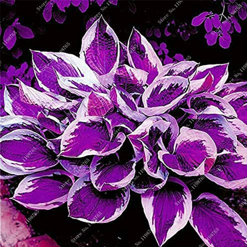 Mixed Hosta Garden Perennials Seeds - Image 3