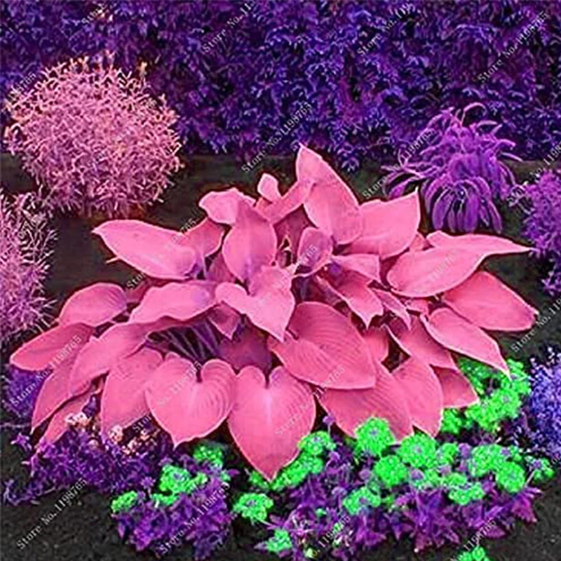 Mixed Hosta Garden Perennials Seeds - Image 4