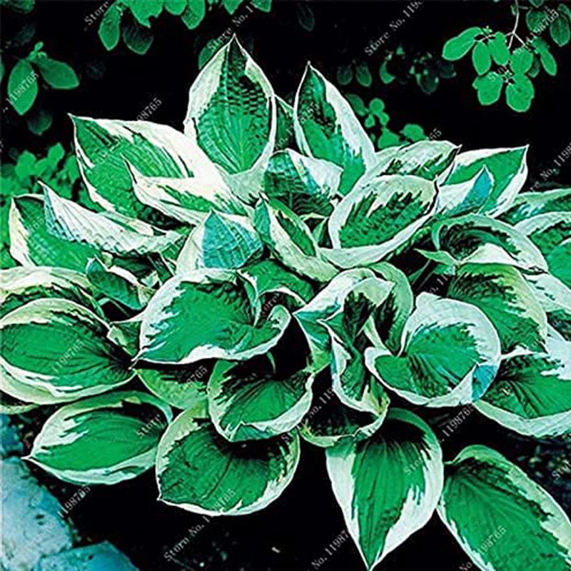 Mixed Hosta Garden Perennials Seeds - Image 5