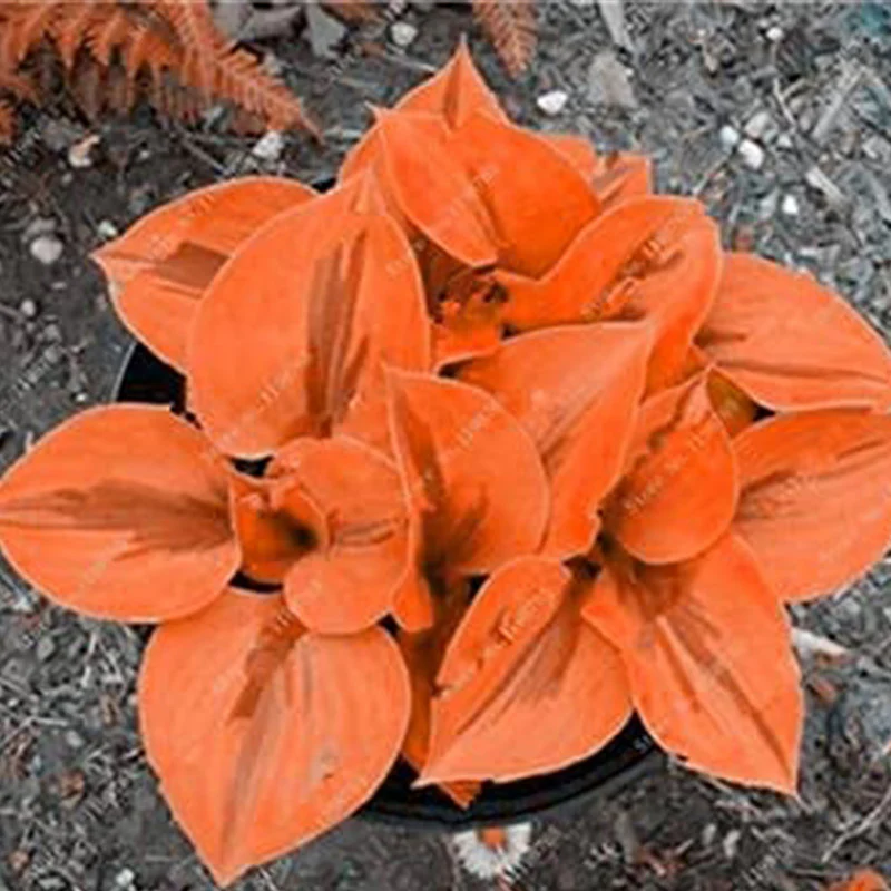 Mixed Hosta Perennials Flower Seeds