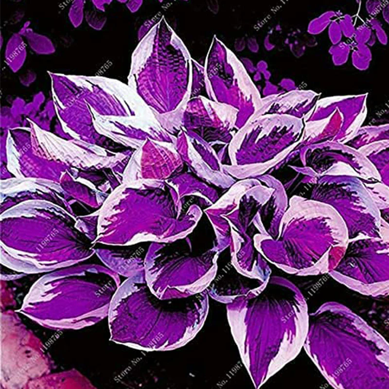 Mixed Hosta Perennials Flower Seeds - Image 4