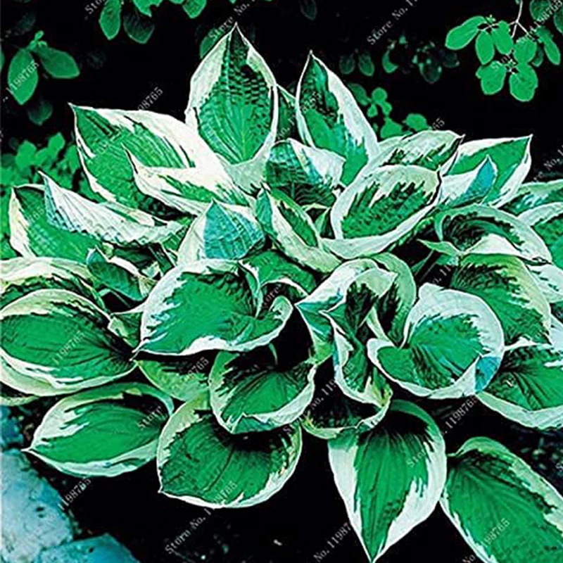 Mixed Hosta Perennials Flower Seeds - Image 5