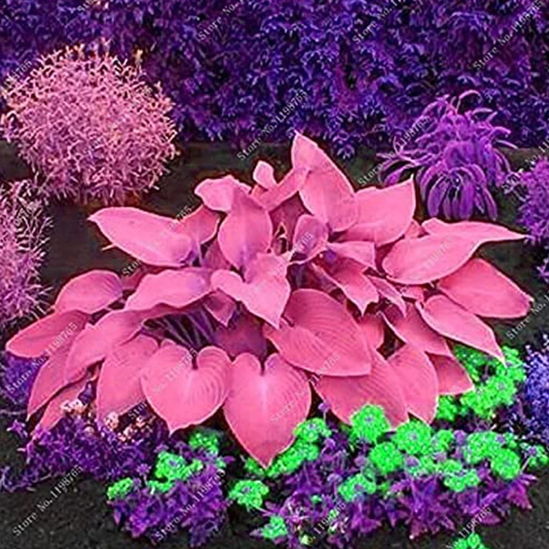 Mixed Hosta Perennials Flower Seeds - Image 6