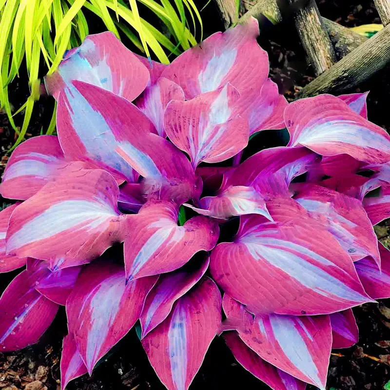 Mixed Hosta Perennials Flower Rare White Lace Lily Seeds - Image 3