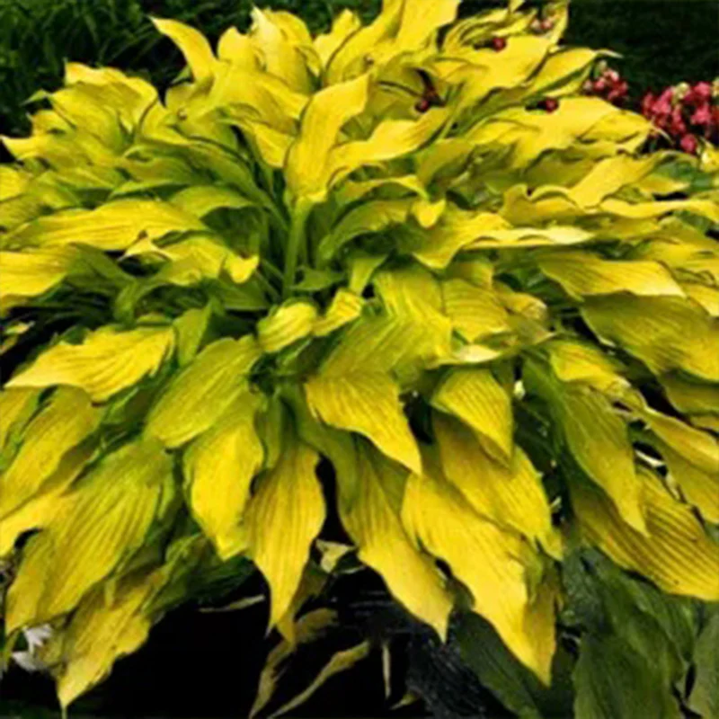 Mixed Hosta Perennials Flower Rare White Lace Lily Seeds - Image 5