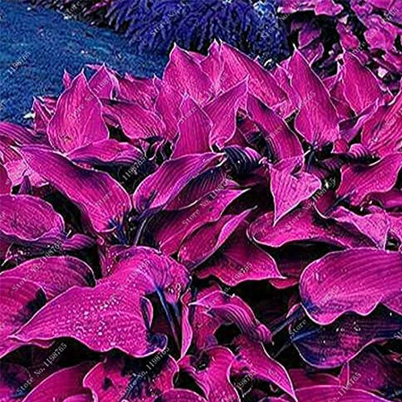 Mixed Hosta Seeds For Garden Plant - Image 2