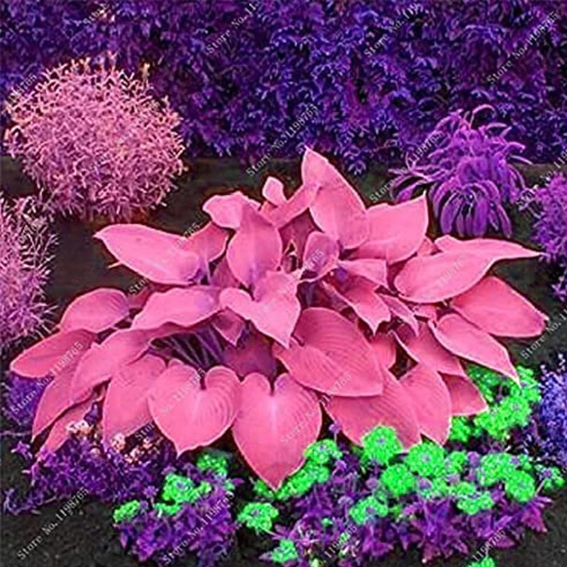 Mixed Hosta Seeds For Garden Plant - Image 6