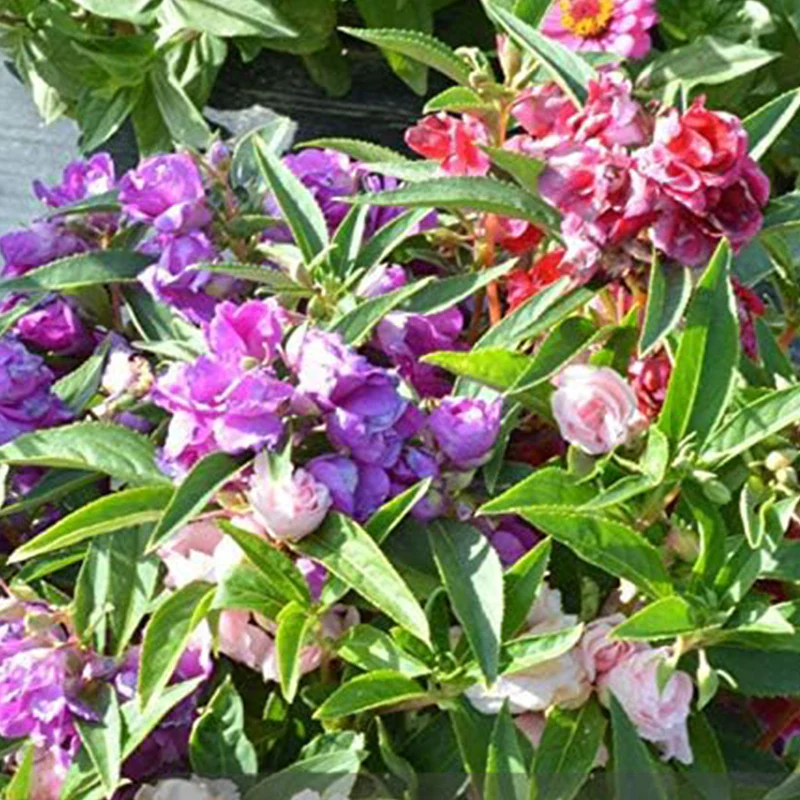 Mixed Impatiens Balsamina Balsam Camelia Impatiens Seeds Double Flower Touch Me Not - Image 2
