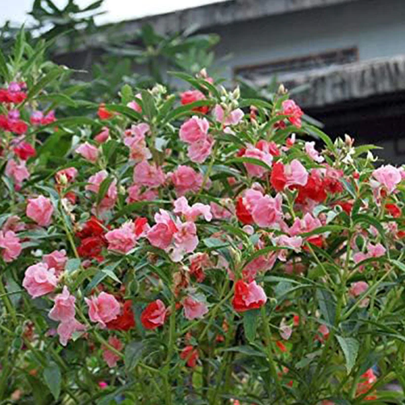 Mixed Impatiens Balsamina Balsam Camelia Impatiens Seeds Double Flower Touch Me Not - Image 7