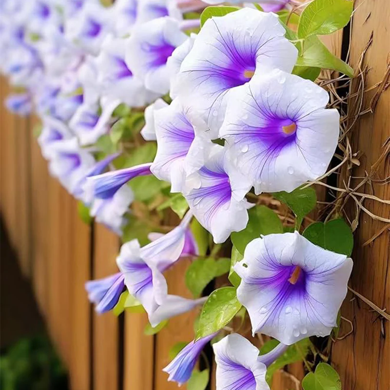 Mixed Morning Glory Seeds for Planting, Wonderful Climbing Heirloom Vine, Beautiful Perennial Flowers, Non - GMO Seeds, Easy to Plant - Image 2
