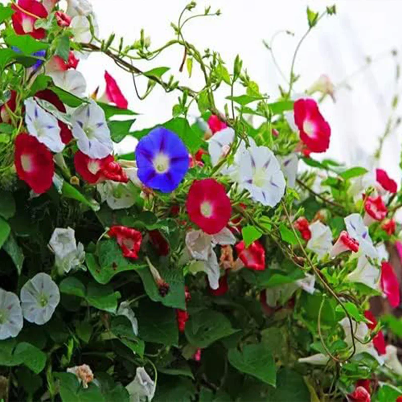 Mixed Morning Glory Seeds for Planting, Wonderful Climbing Heirloom Vine, Beautiful Perennial Flowers, Non - GMO Seeds, Easy to Plant - Image 5
