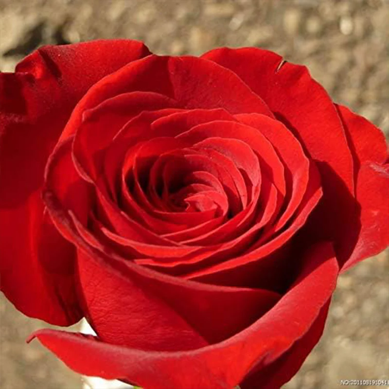 Mixed Multicolored Rose Flower Seeds Perennial Flowers Rare Plants - Image 3
