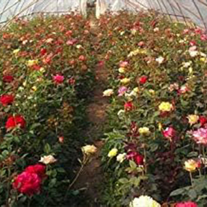 Mixed Multicolored Rose Flower Seeds Perennial Flowers Rare Plants - Image 4