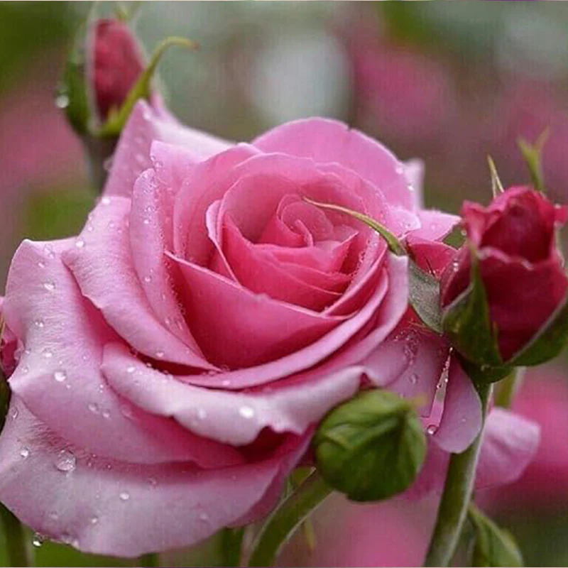 Mixed Multicolored Rose Flower Seeds Perennial Flowers Rare Plants - Image 7