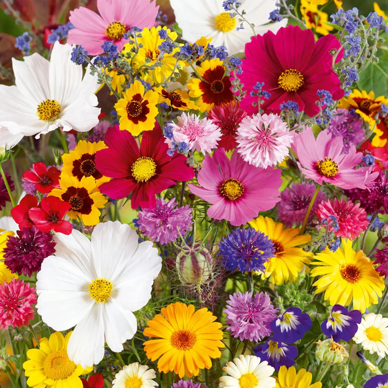 Mixed Perennial Flowers Seeds - Image 4