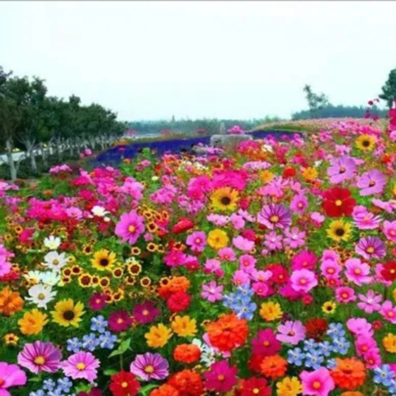 Mixed Perennial Flowers Seeds - Image 5