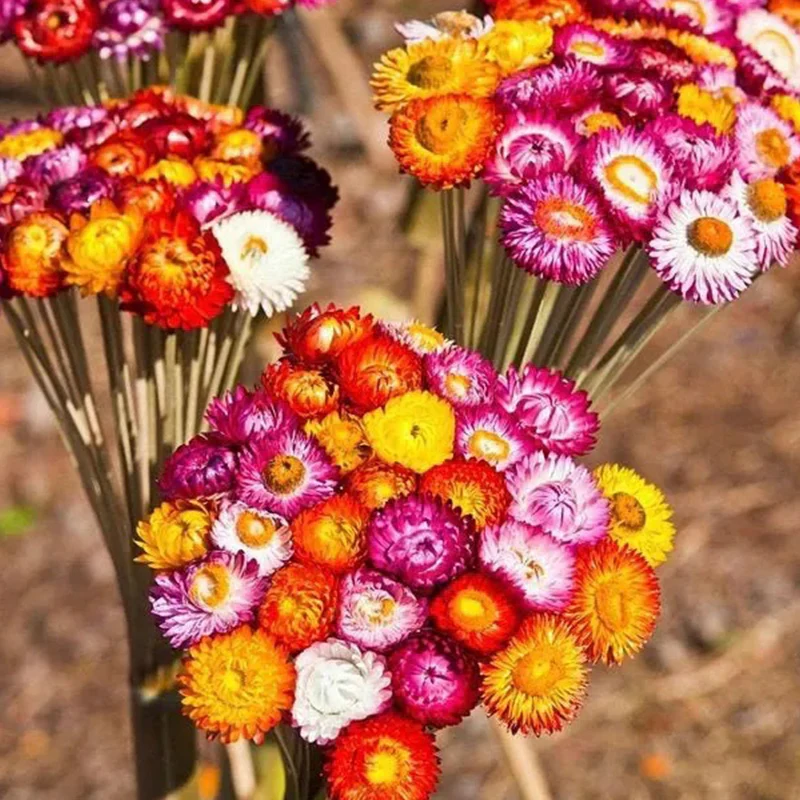 Mixed Strawflowers Helichrysum Flower Seeds-Everlasting Daisy - Image 6