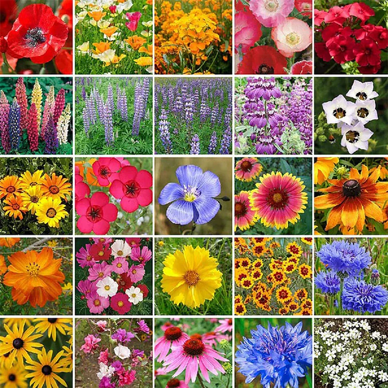 Mixed Wild Flower Seeds