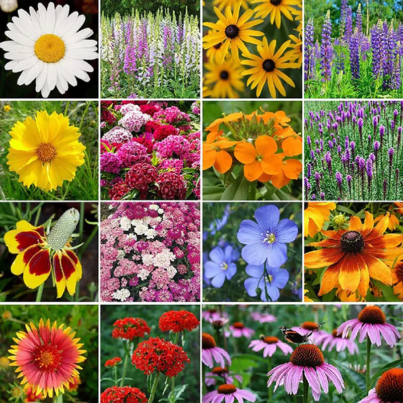 Mixed Wild Flower Seeds - Image 3