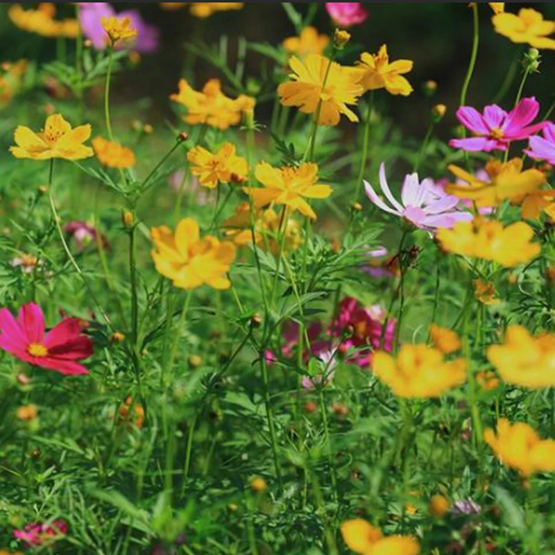 Monarch Butterfly Garden Seed Mixture - Image 3