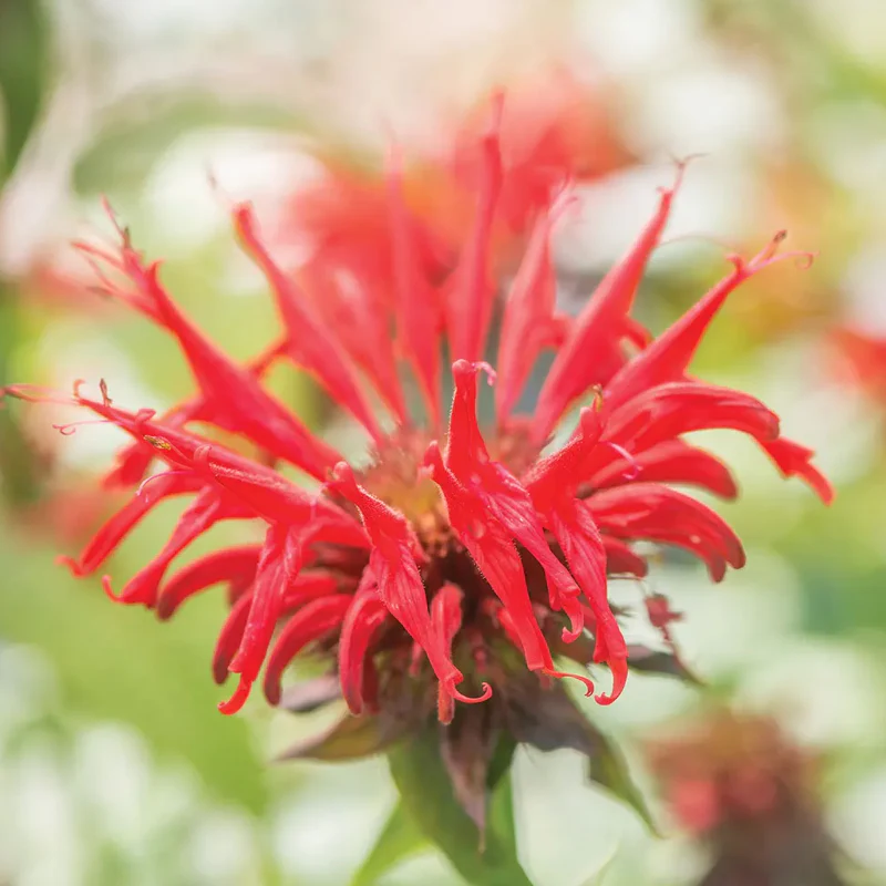 Monarda, Jacob Cline - Image 2