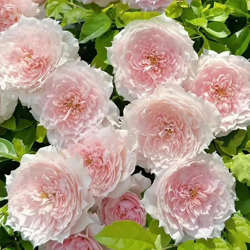Monique Darve Rose Seeds - Image 2