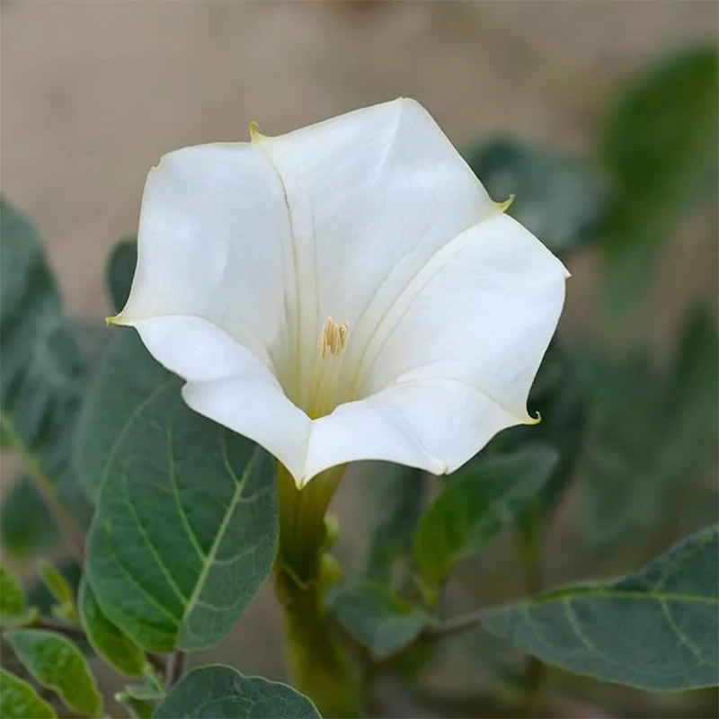 Morning Glory Vine Flower Plant Seeds, Easy to Grow, Perfect for Spring Garden - Image 2