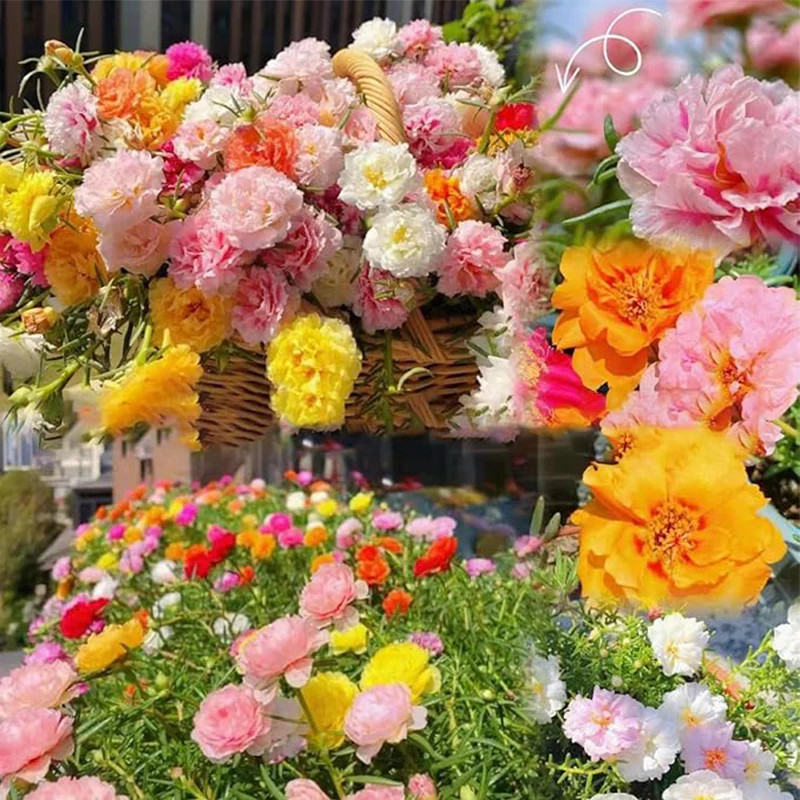 Moss Rose Seeds for Planting Outdoors, Portulaca Grandiflora Flower Seeds for Planting