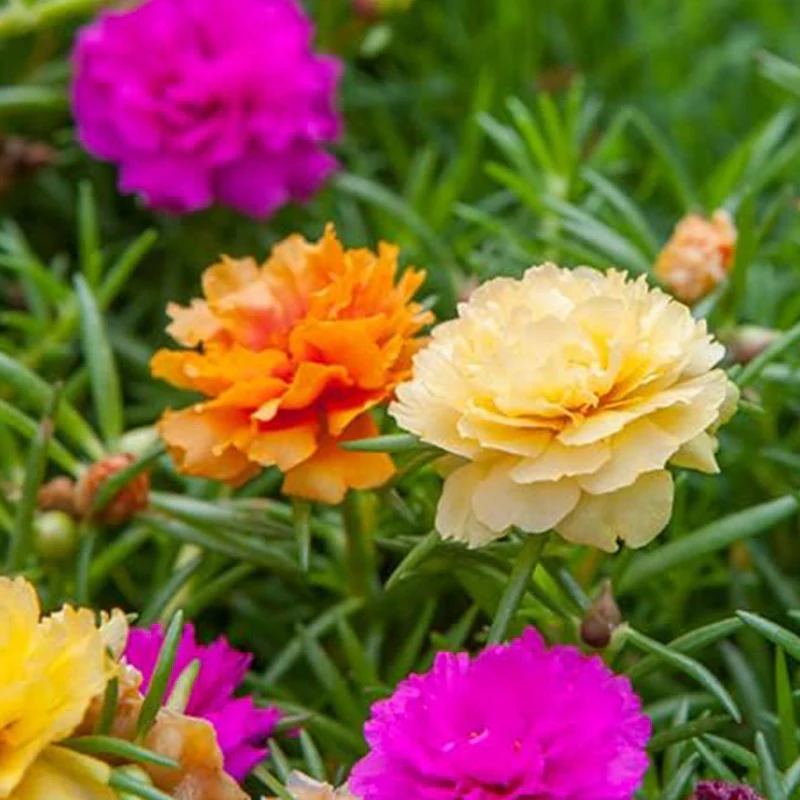 Moss Rose Seeds for Planting Outdoors, Portulaca Grandiflora Flower Seeds for Planting - Image 3