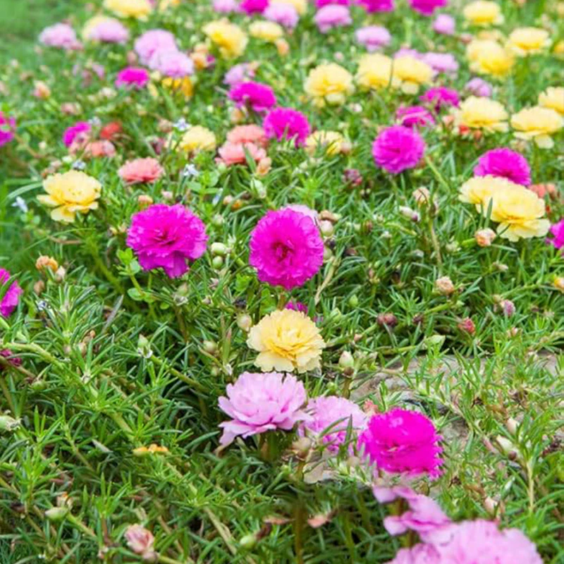 Moss Rose Seeds for Planting Outdoors, Portulaca Grandiflora Flower Seeds for Planting - Image 4