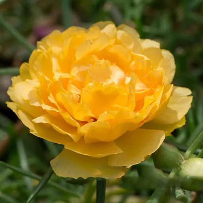 Moss Rose Seeds for Planting Outdoors, Portulaca Grandiflora Flower Seeds for Planting - Image 5