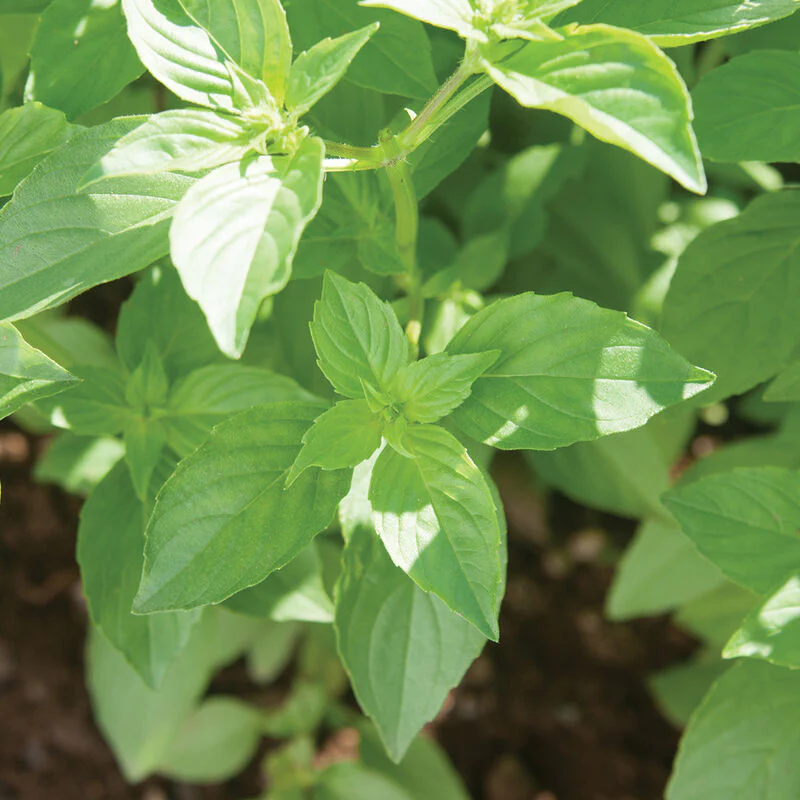 Mrs. Burns' Lemon Basil Seed