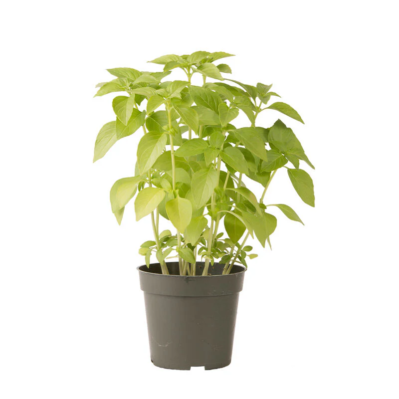 Mrs. Burns' Lemon Basil Seed - Image 2