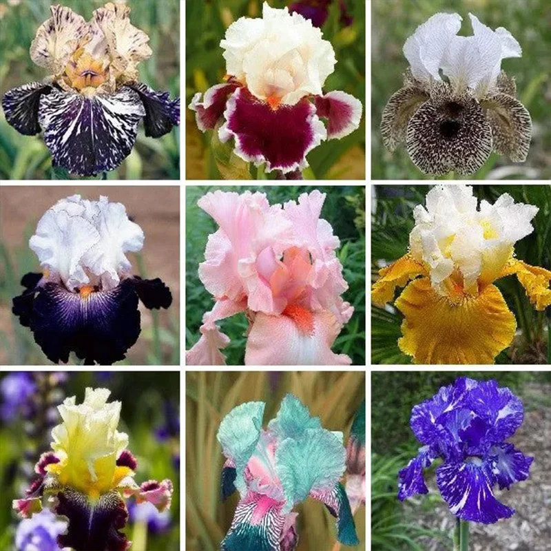 Multi-Varieties Iris Fall Planting - Image 10