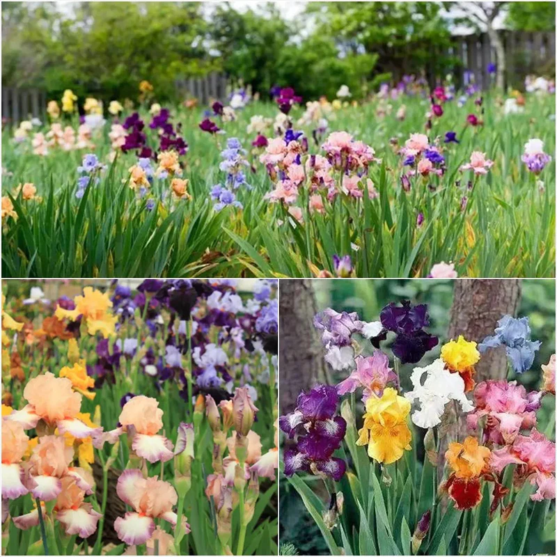 Multi-Varieties Iris Fall Planting - Image 11