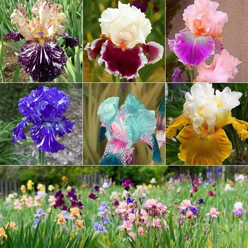 Multi-Varieties Iris Fall Planting - Image 12