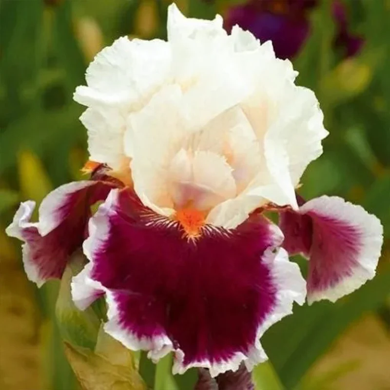 Multi-Varieties Iris Fall Planting - Image 2