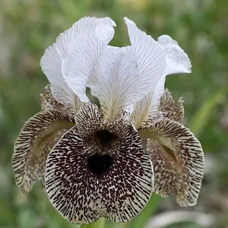 Multi-Varieties Iris Fall Planting - Image 3