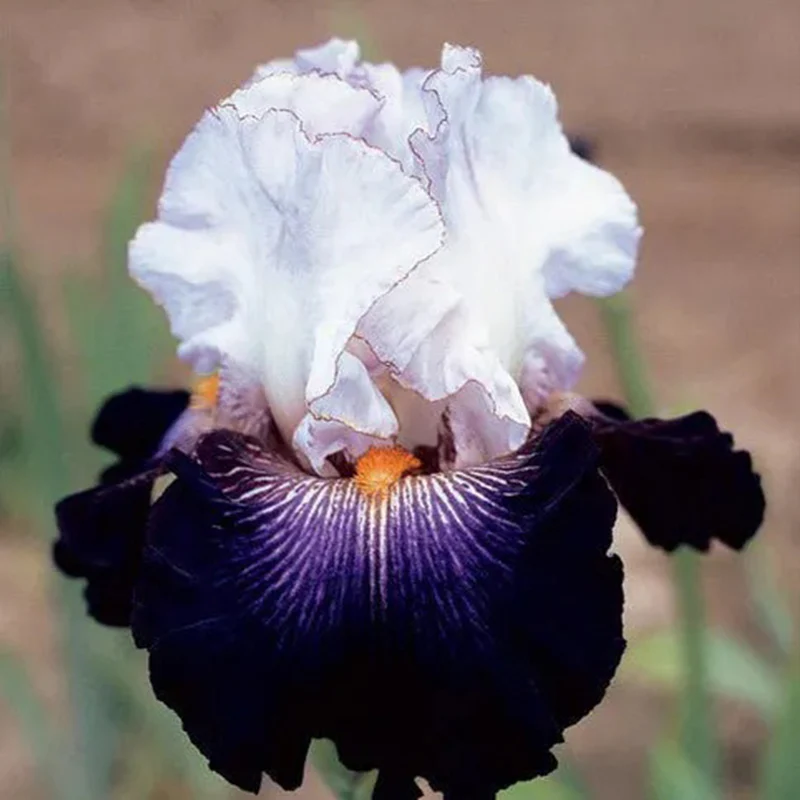 Multi-Varieties Iris Fall Planting - Image 4