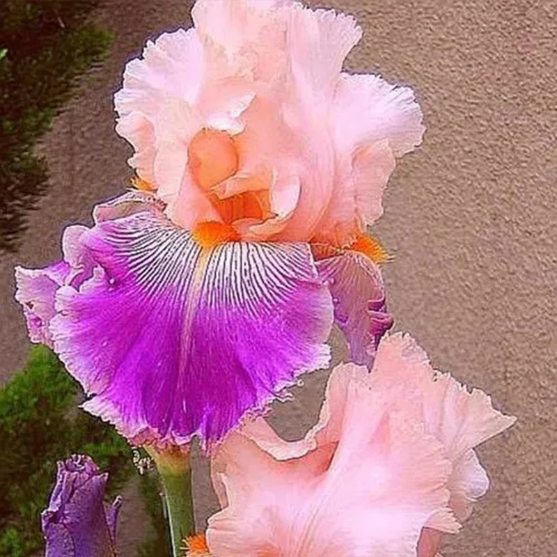 Multi-Varieties Iris Fall Planting - Image 5