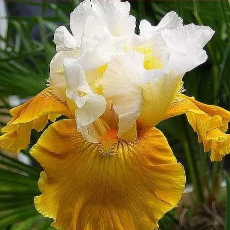 Multi-Varieties Iris Fall Planting - Image 6