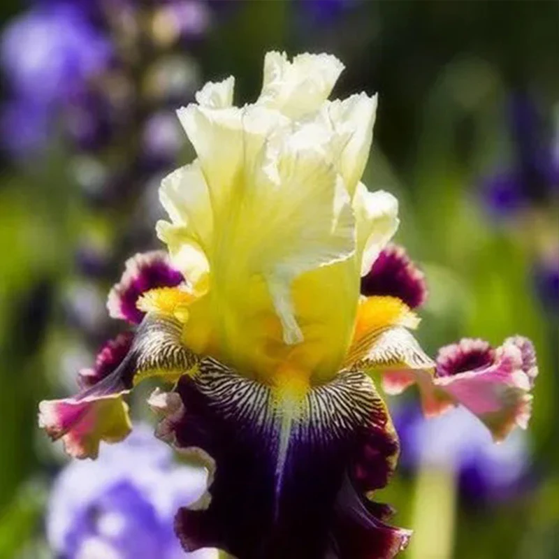 Multi-Varieties Iris Fall Planting - Image 7